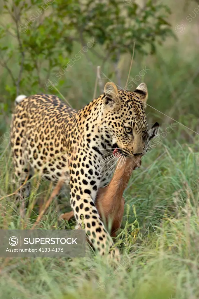 Leopard, Panthera pardus, Sabie Sand Game Reserve, South Africa , Africa, adult female with kill