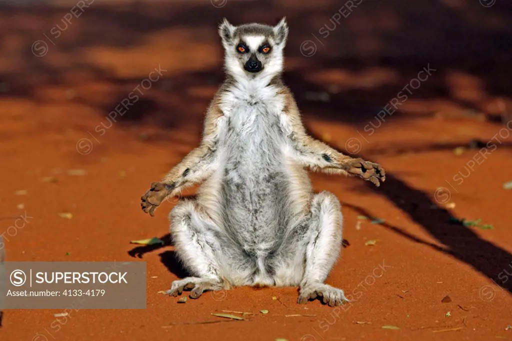 Ring Tailed Lemur, Lemur catta, Berenty Game Reserve, Madagascar, adult sunbathing