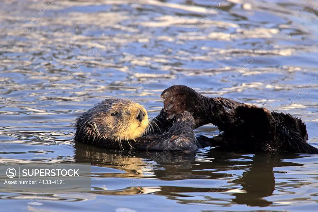 Sea Otter,Enhydra lutris,Monterey,California,USA,adults in water