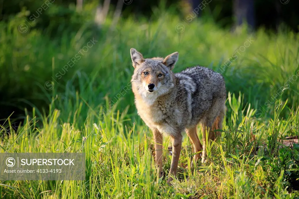 Coyote,Canis latrans,Minnesota,USA,adult on meadow