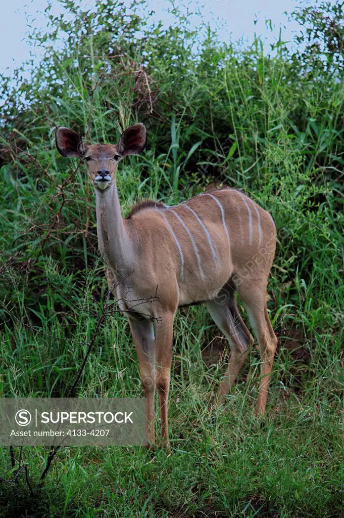 Greater Kudu,Tragelaphus strepsiceros,Kruger Nationalpark,South Africa,adult female
