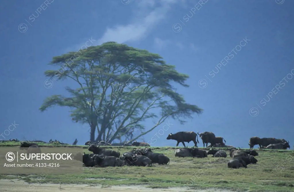 African Buffalo , Syncerus caffer , Ngorongoro Crater , Tanzania , Africa , Adults