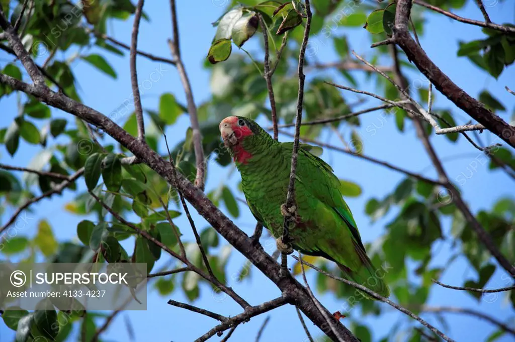 Cayman Parrot,Rose Throated Amazon Parrot,Amazona leucocephala caymanensis,Cayman Islands,Grand Cayman,Caribbean,adult on tree