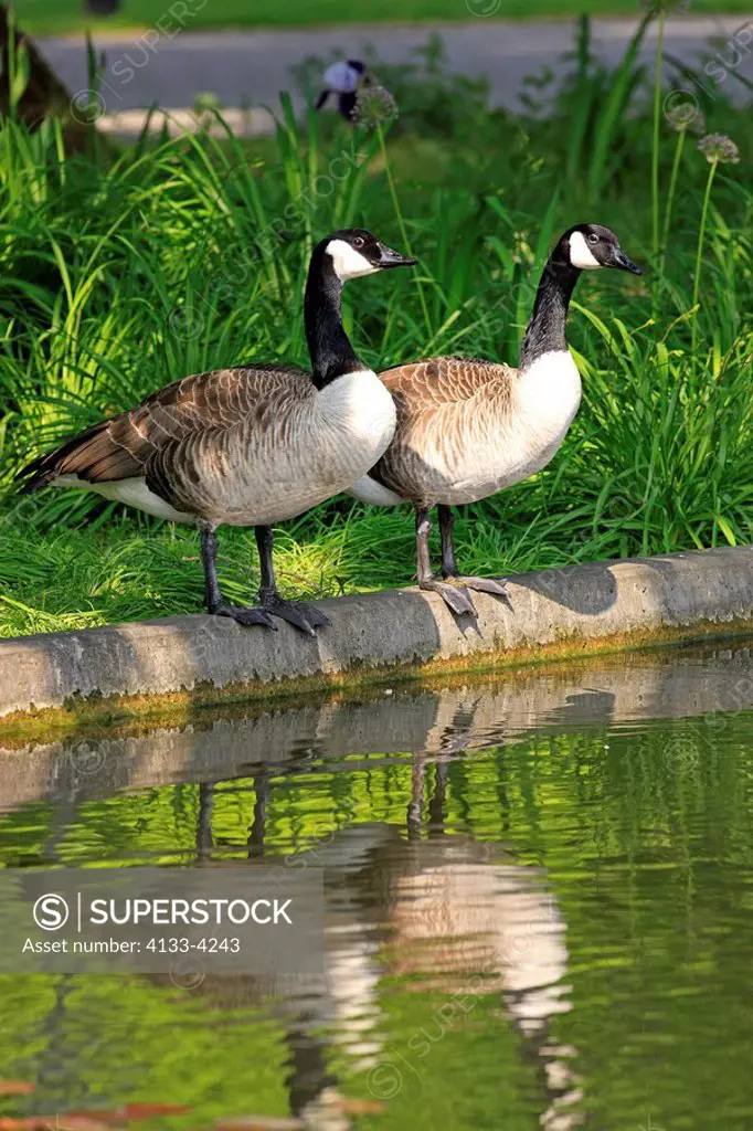 Canada Goose,Branta canadensis,Mannheim,Germany,Europe,adult couple at water