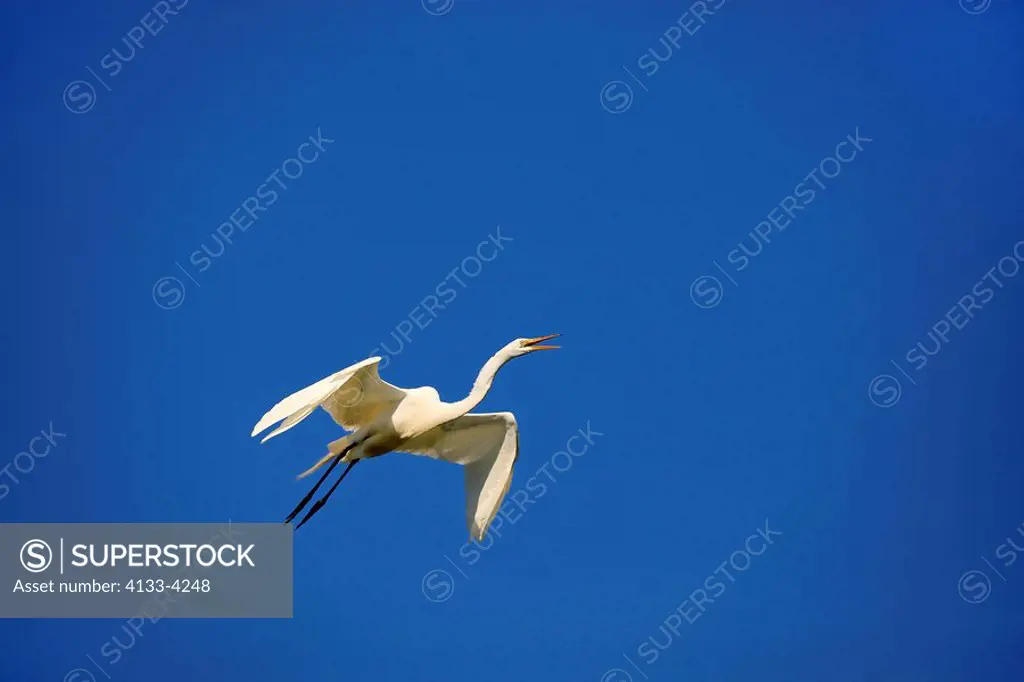 Great White Egret,Egretta alba,Florida,USA,adult flying and calling with blue sky