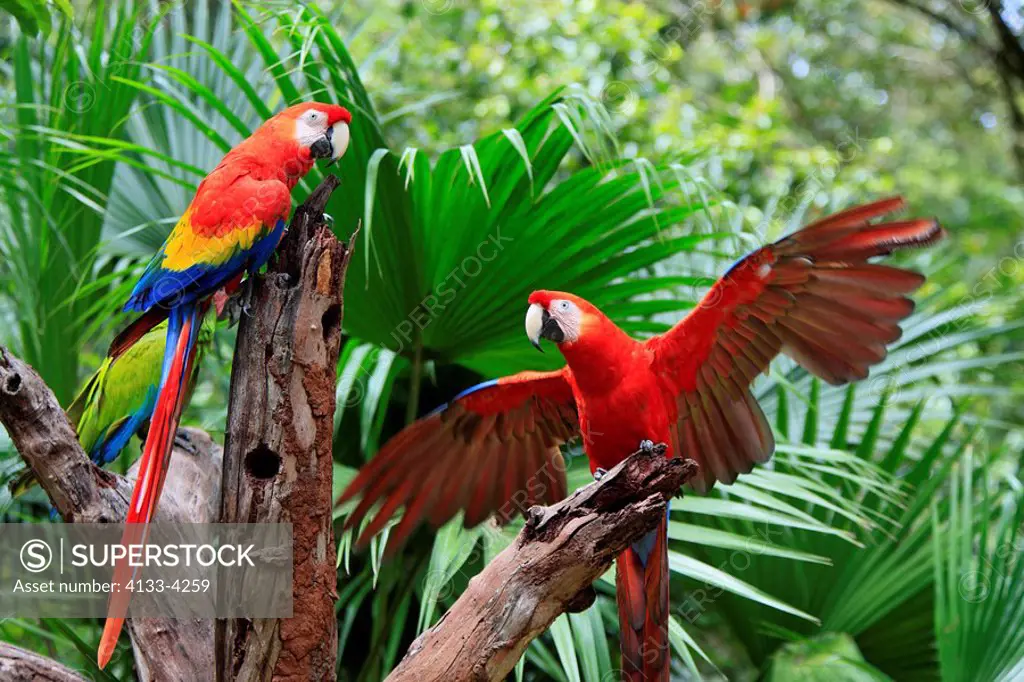 Scarlet Macaw,Ara macao,Roatan,Honduras,Caribbean,Central America,Latin America,two adults on branch