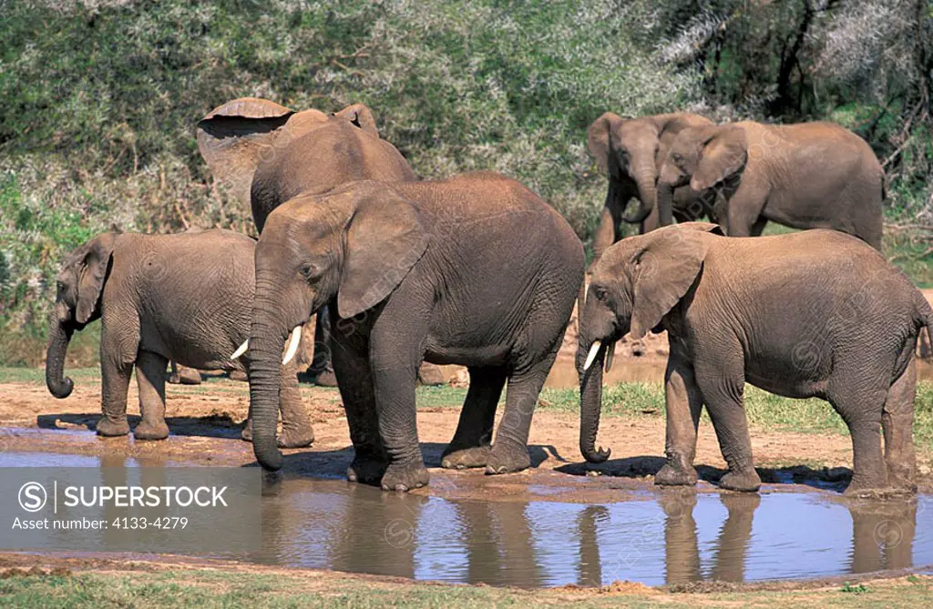 African Elephant Loxodonta africana Addo Elephant Nationalpark South Africa Africa