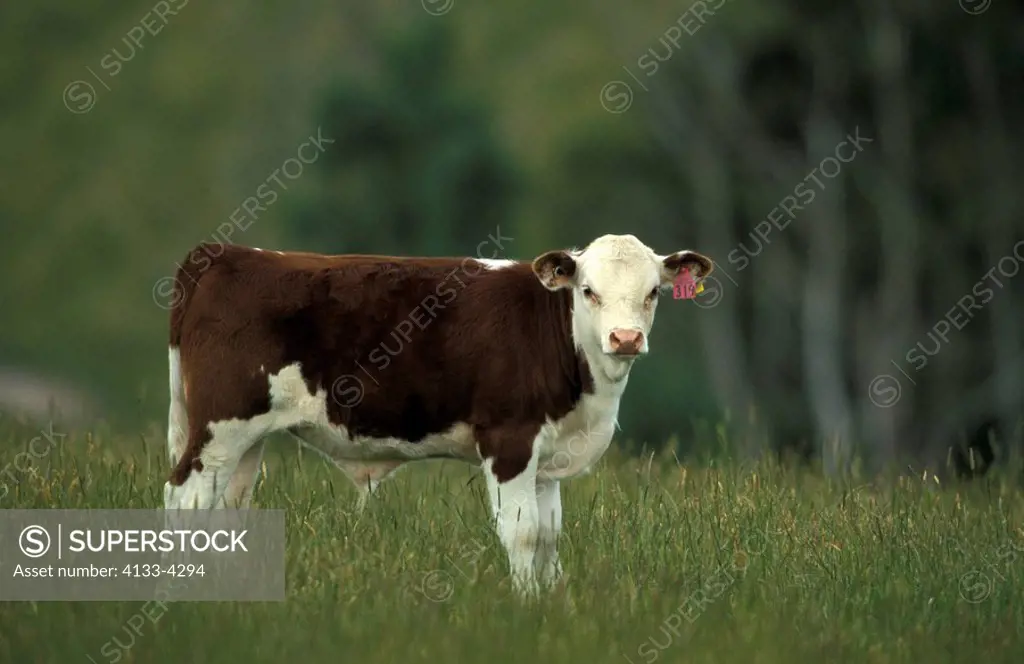 Cattle,Domestic Animal,Australia,calf,out at feed