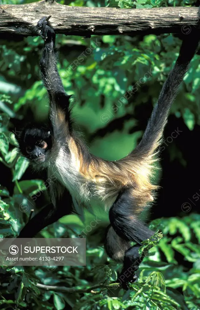 Spider Monkey,Ateles geoffroyi,South America,adult,on tree,searching for food