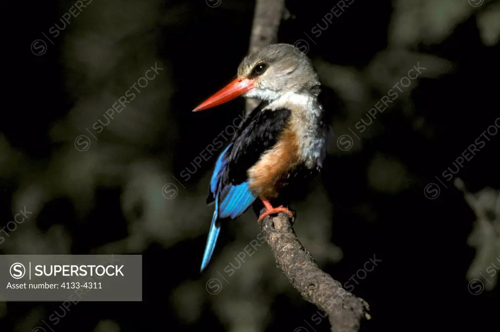 Grey Headed Kingfisher,Halcyon leucocephala,Samburu Game Reserve,Kenya,Africa,adult on branch