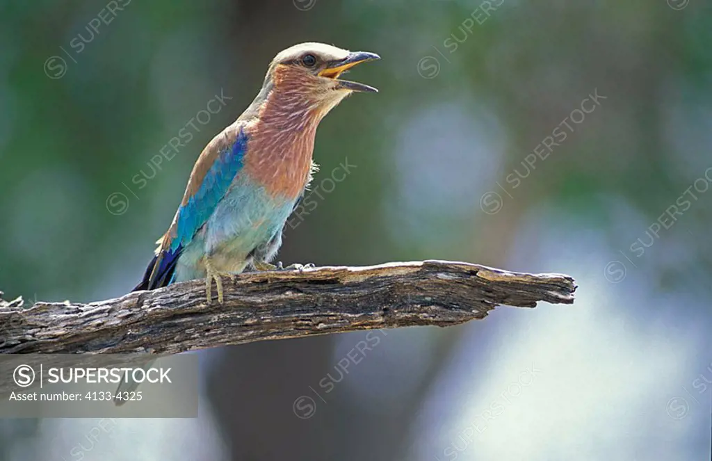 Lilac Breasted Roller Coracias candata Kruger Nationalpark South Africa Africa
