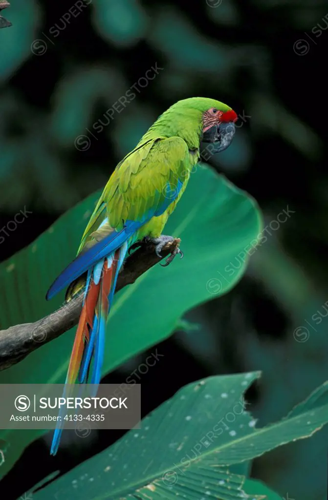 Military Green Macaw,Ara militaris,South America,adult on tree