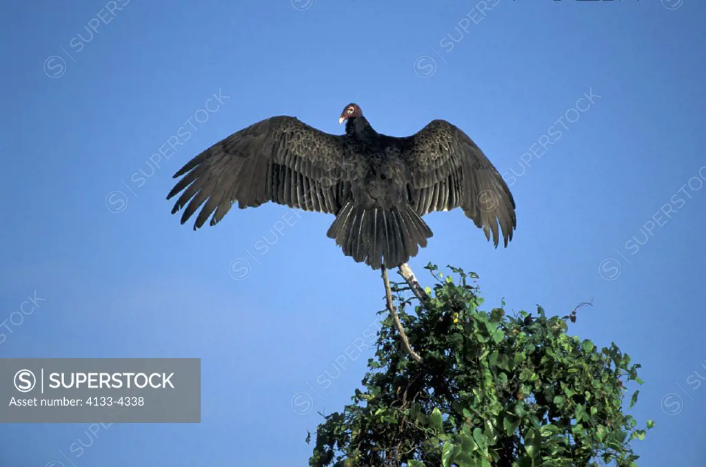 Turkey Vulture , Cathartes aura , Everglades National Park , Florida , USA , America , adult warming up