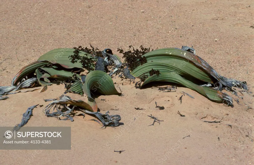 Welwitschia Plant Welwitschia mirabellis Namib Desert Namibia, plant in desert