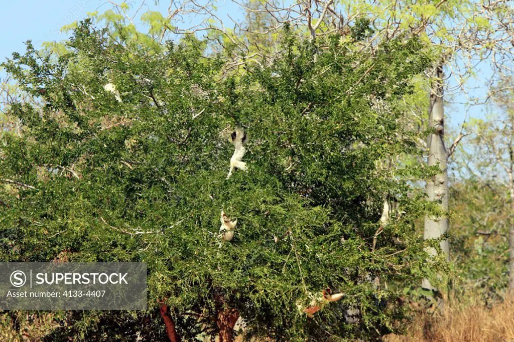 Verreaux`s Sifaka, Propithecus verreauxi coronatus, Berenty Game Reserve, Madagascar, group of adults on tree
