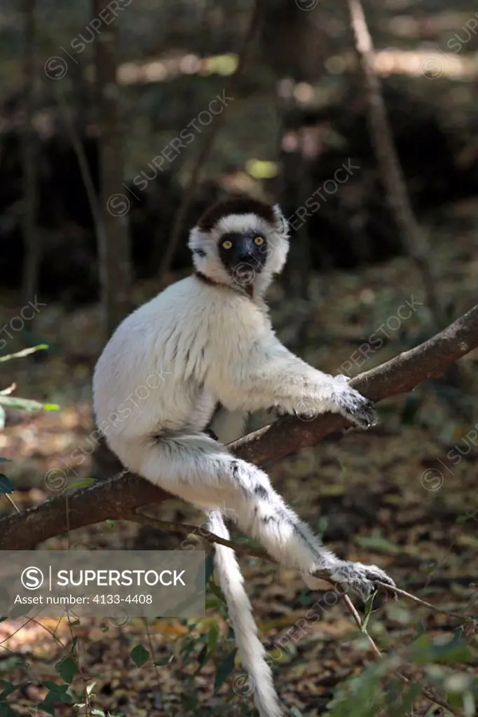 Verreaux`s Sifaka, Propithecus verreauxi coronatus, Berenty Game Reserve, Madagascar, adult on tree