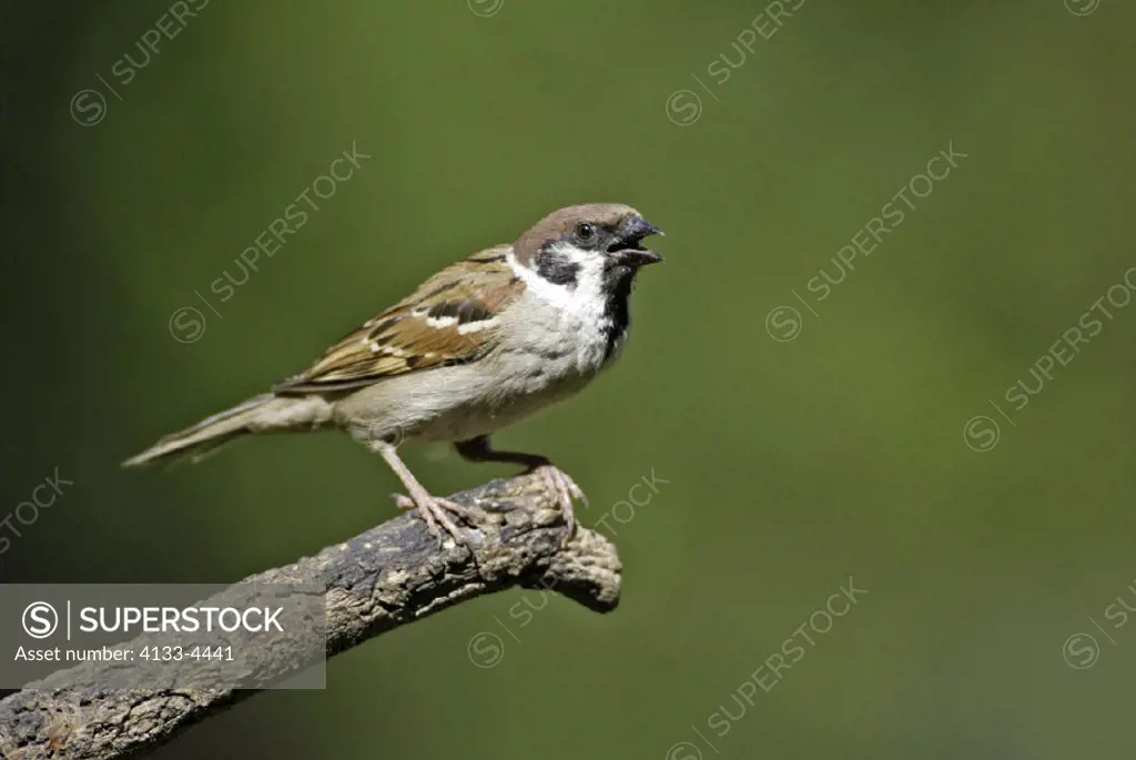 Tree Sparrow , Passer montanus , Germany , Europe , adult