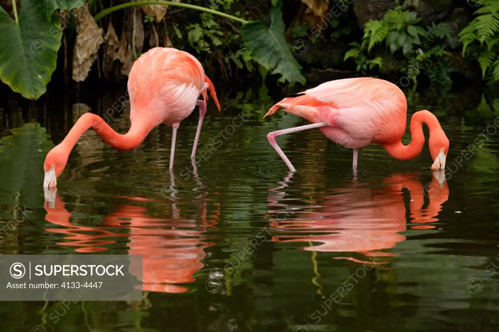 American Flamingo, Phoenicopterus ruber ruber, South America, Latin America, adult feeding in water