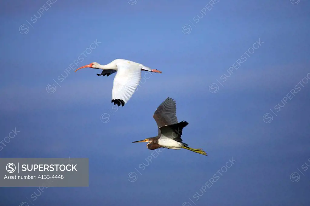 White Ibis, Eudocimus albus, Tricolored Heron, Egretta tricolor, Florida, USA, adults flying