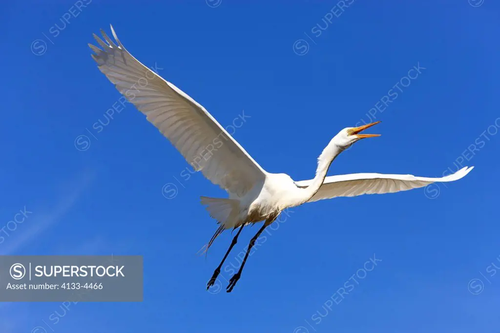 Great White Egret,Egretta alba,Florida,USA,adult flying and calling with blue sky