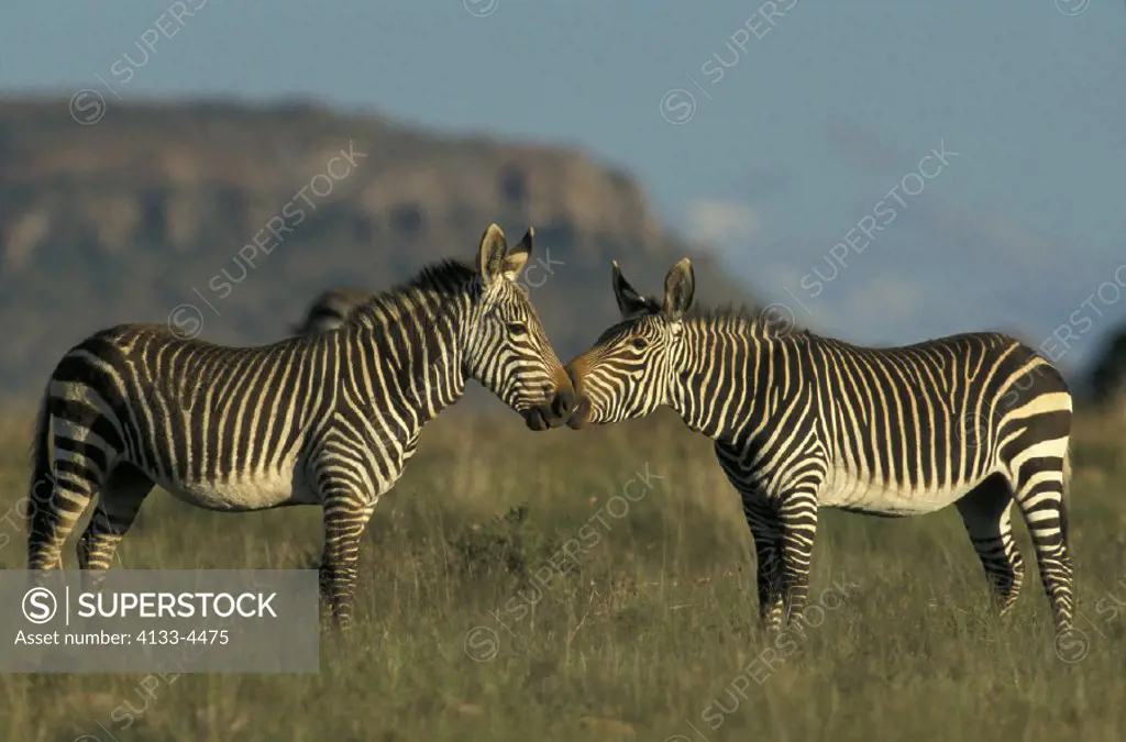 Cape Mountain Zebra , Equus zebra zebra , Mountain Zebra National Park , South Africa , Africa , Adults social behaviour