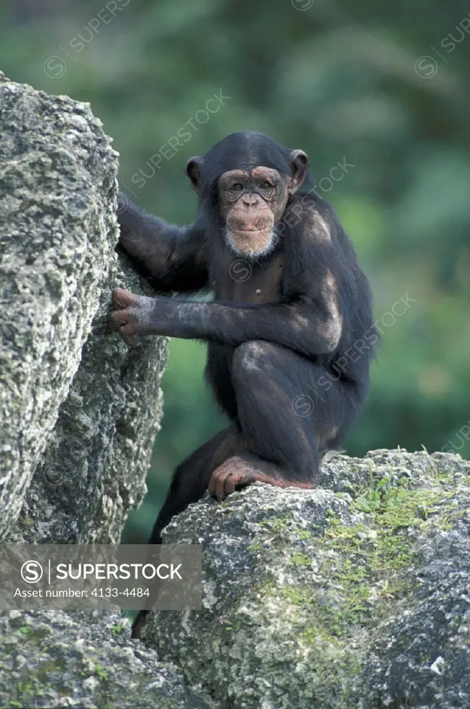 Chimpanzee , Pan troglodytes , Africa , subadult
