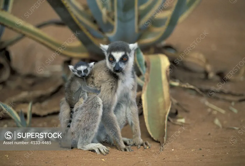 Ring Tailed Lemur , Lemur catta , Lemur , Lemurs Primate , Primates , Madagascar , Africa , Berenty Game Reserve  , Adult with young , with baby , sit...