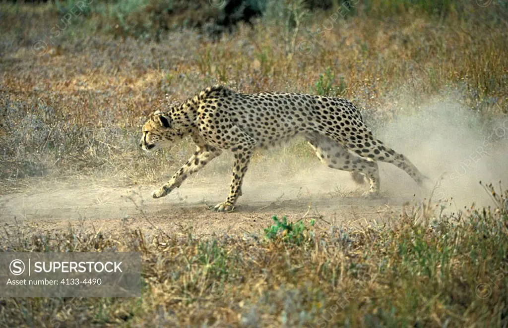 Cheetah Acinonyx jubatus South Africa Africa