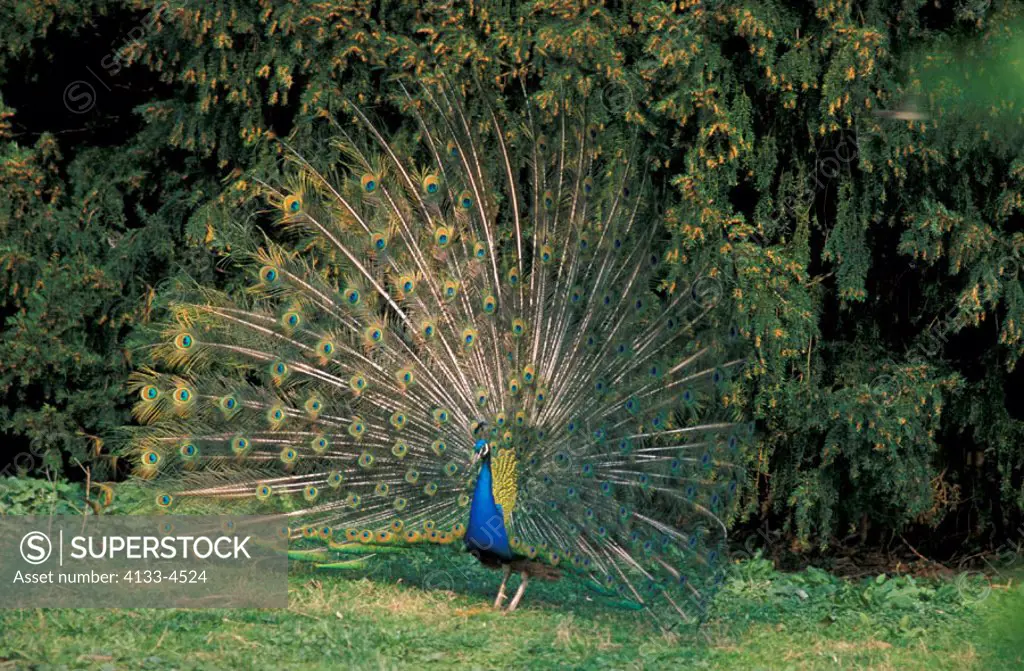 Indian Peafowl, Pavo cristatus, Germany, adult male courtship