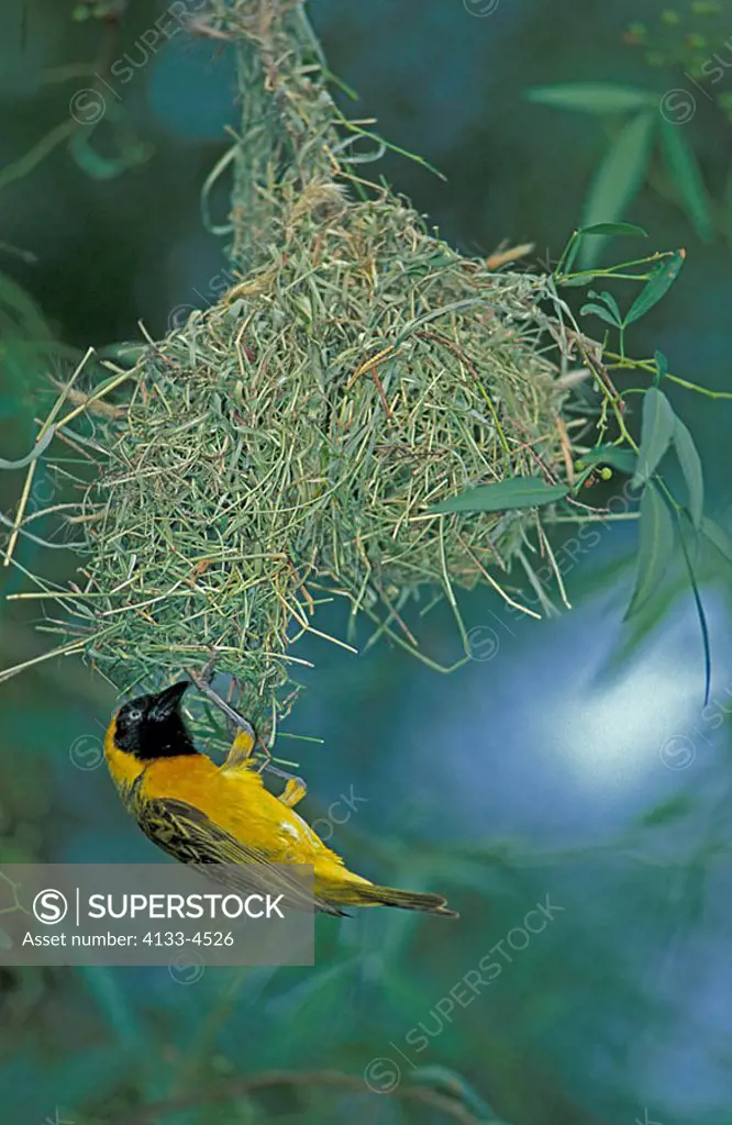 Lesser Masked Weaver Ploceus intermedius Pilanesberg NP South Africa