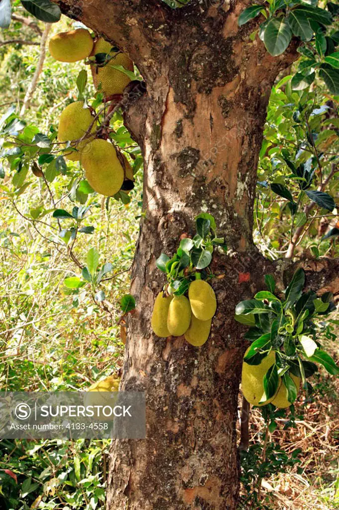 Jackfruit, Artocarpus heterophyllus, Nosy Be, Madagascar, fruit