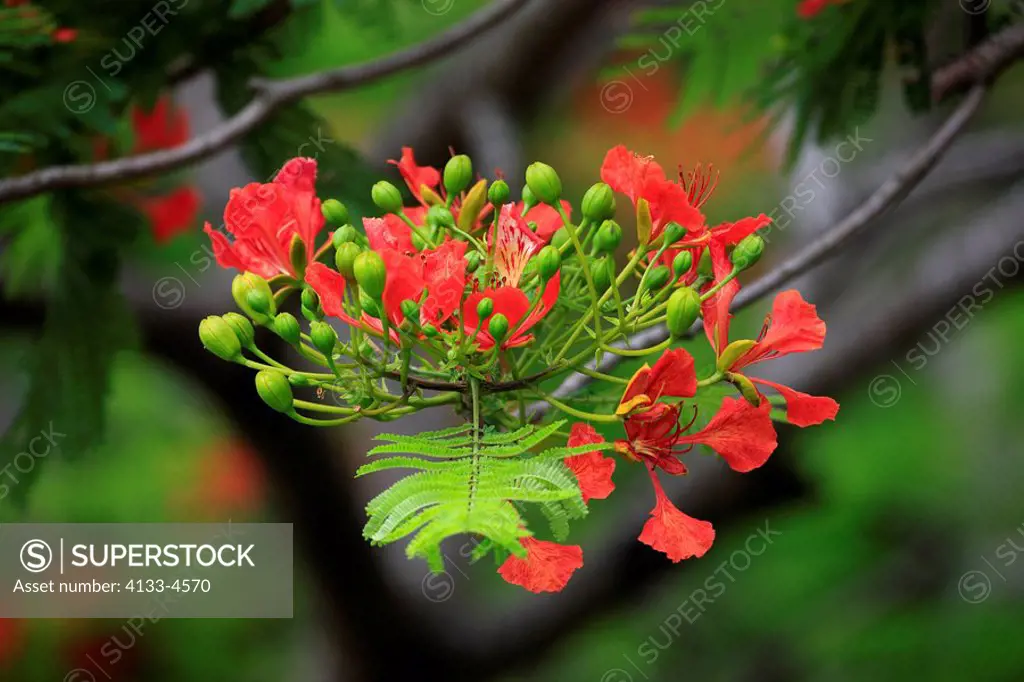 Royal Poinciana,Flamboyant Tree,Delonix regia,Australia,blooming tree