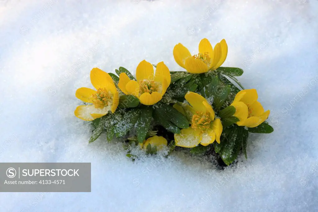 Eranthis,Eranthis hyemalis,Winter aconite,Ellerstadt,Germany,Europe,blooming in snow