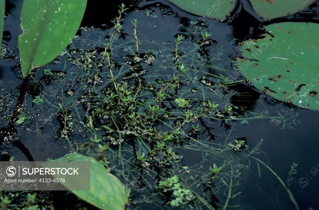 Australian Swamp Stonecrop, Crassula recurva, Germany, in garden pond
