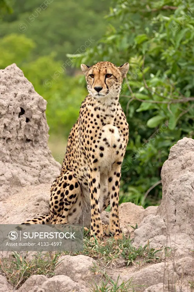 Cheetah, Acinonyx jubatus, Sabie Sand Game Reserve, South Africa , Africa, adult on temite hill