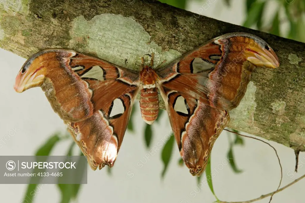 Atlas Moth, Attacus atlas, South East Asia, imago