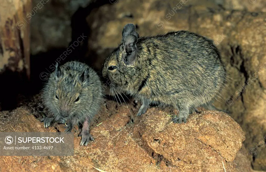 Degu,Octodon degus,South America,adult with young