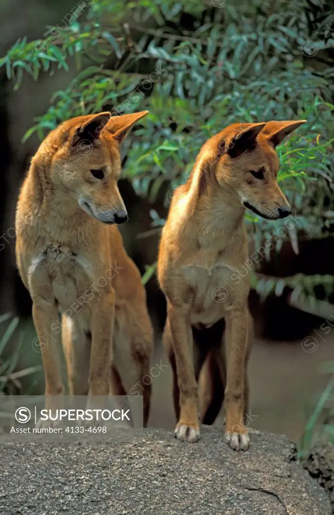Dingo,Canis familiaris dingo,Australia,adult couple on rock