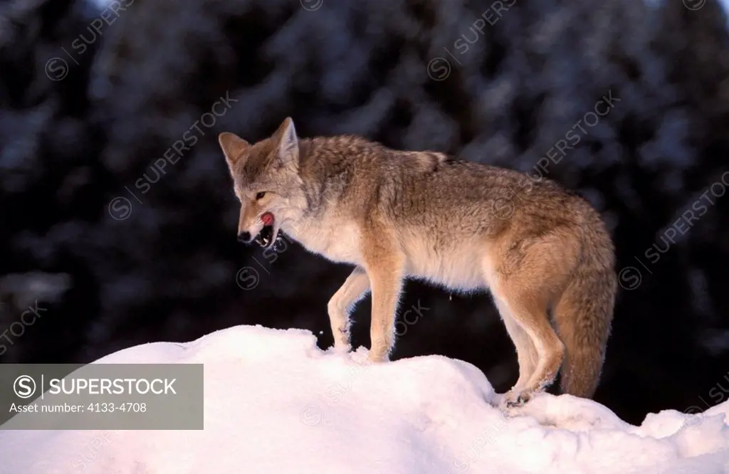Coyote,Canis latrans,Montana,USA,adult in snow
