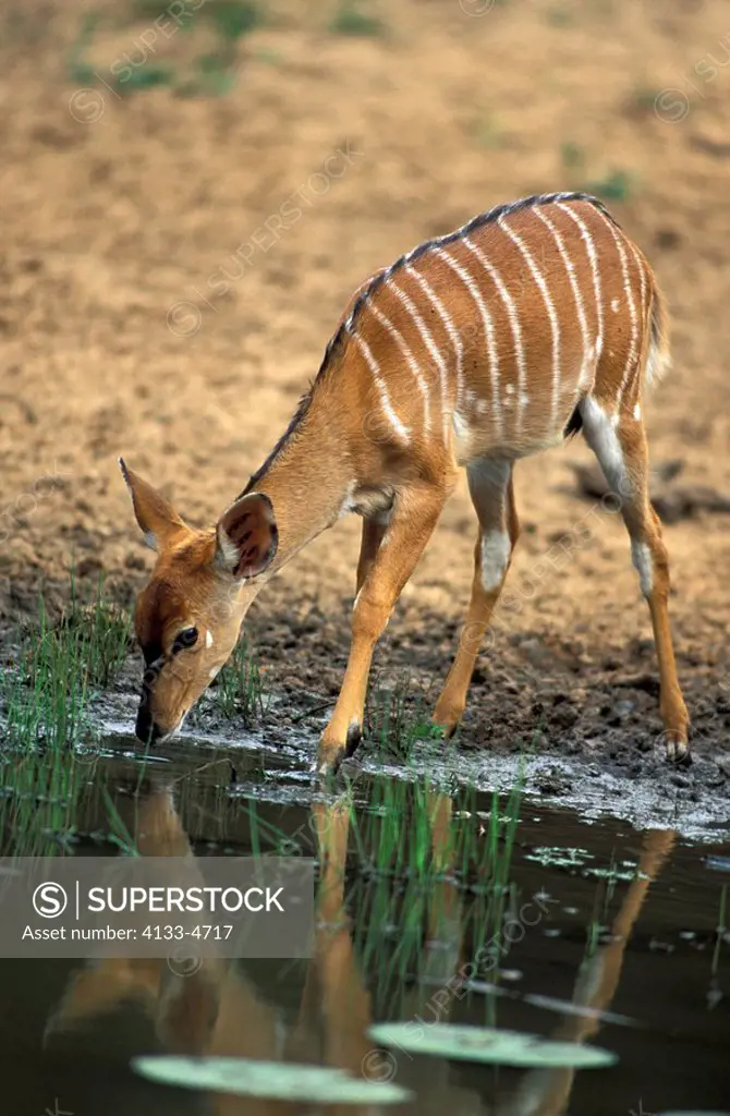 Nyala,Tragelaphus angasi,Mkuzi Game Reserve,South Africa,Africa,adult female drinking at water