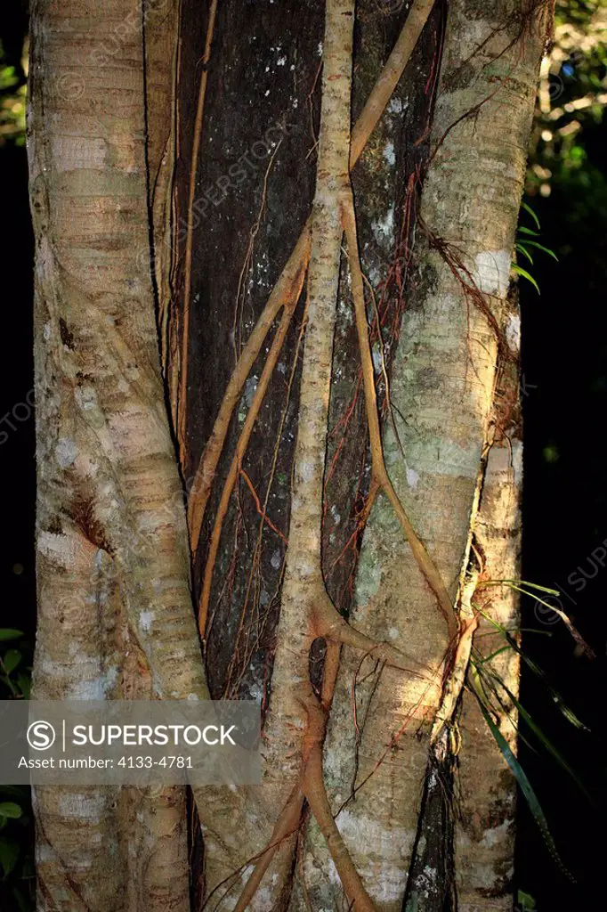 Strangler Fig,Ficus watkinsiana,Lamington Nationalpark,Australia,aerial roots at tree rainforest