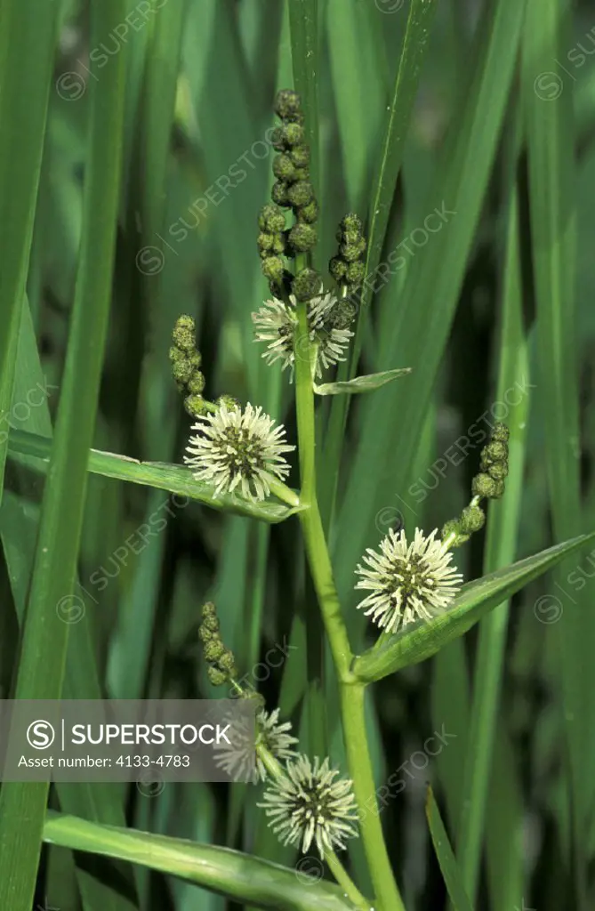 Branched Bur reed , Sparganium erectum , Branched Bur-reed , Germany , bloom