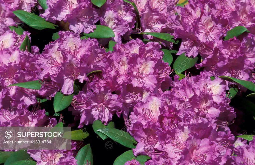 Rhododendron, Rhododendron, Germany, bloom