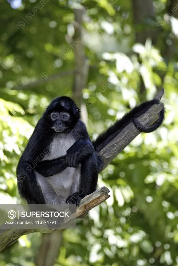 Spider Monkey , Ateles geoffroyi , Central America , South America , America , adult sitting on a branch