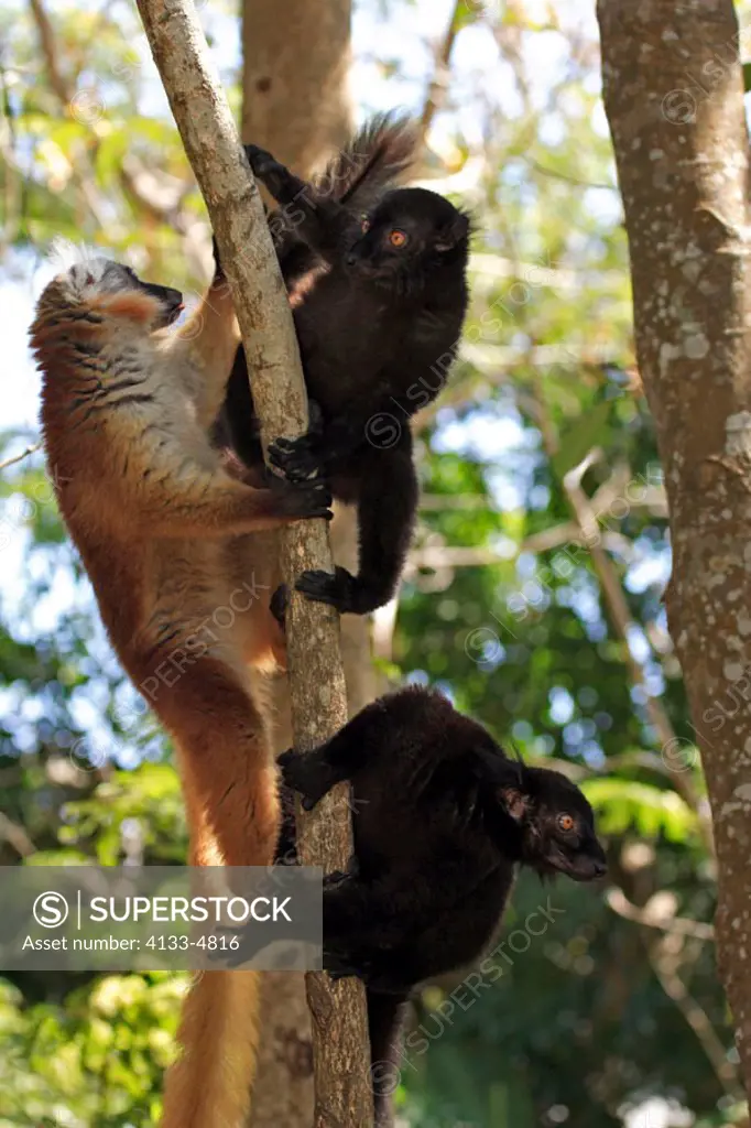Black Lemur, Lemur macaco, Nosy Komba, Madagascar, group of adults on tree