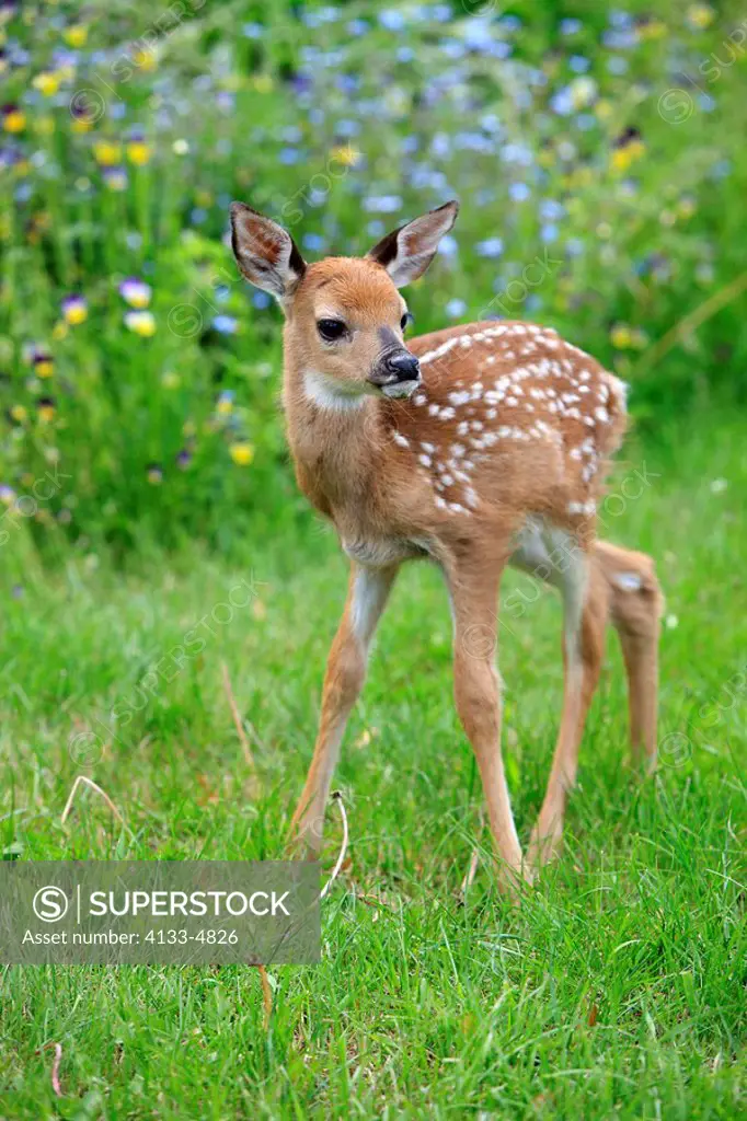 White_tailed deer,Odocoileus virginianus,Minnesota,USA,young on meadow