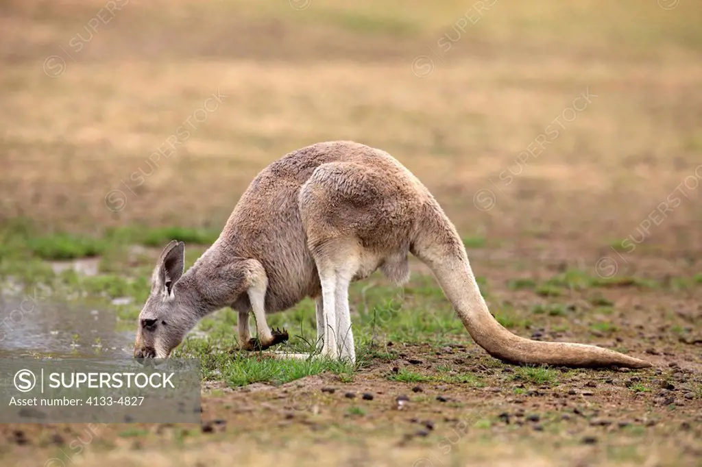 Eastern Grey Kangaroo,Macropus giganteus,Australia,adult female drinking