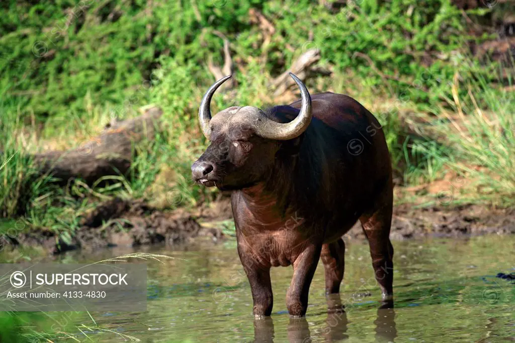 African Buffalo,Syncerus caffer,Kruger Nationalpark,South Africa,Africa,adult at waterhole