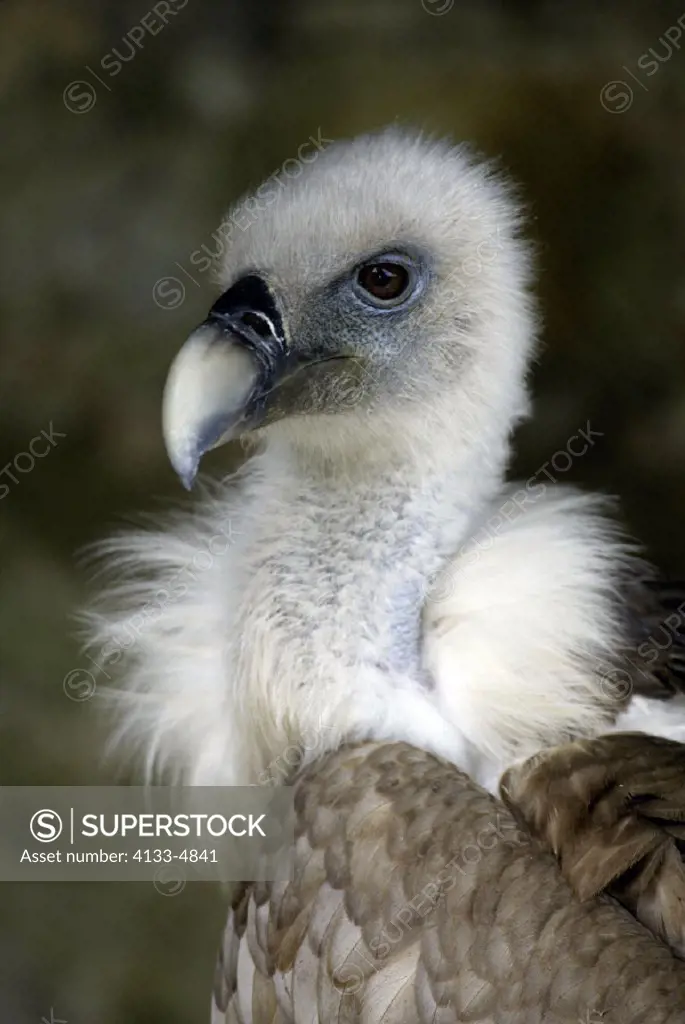 Griffon Vulture , Gyps fulvus , Europe , Spain , adult , Portrait