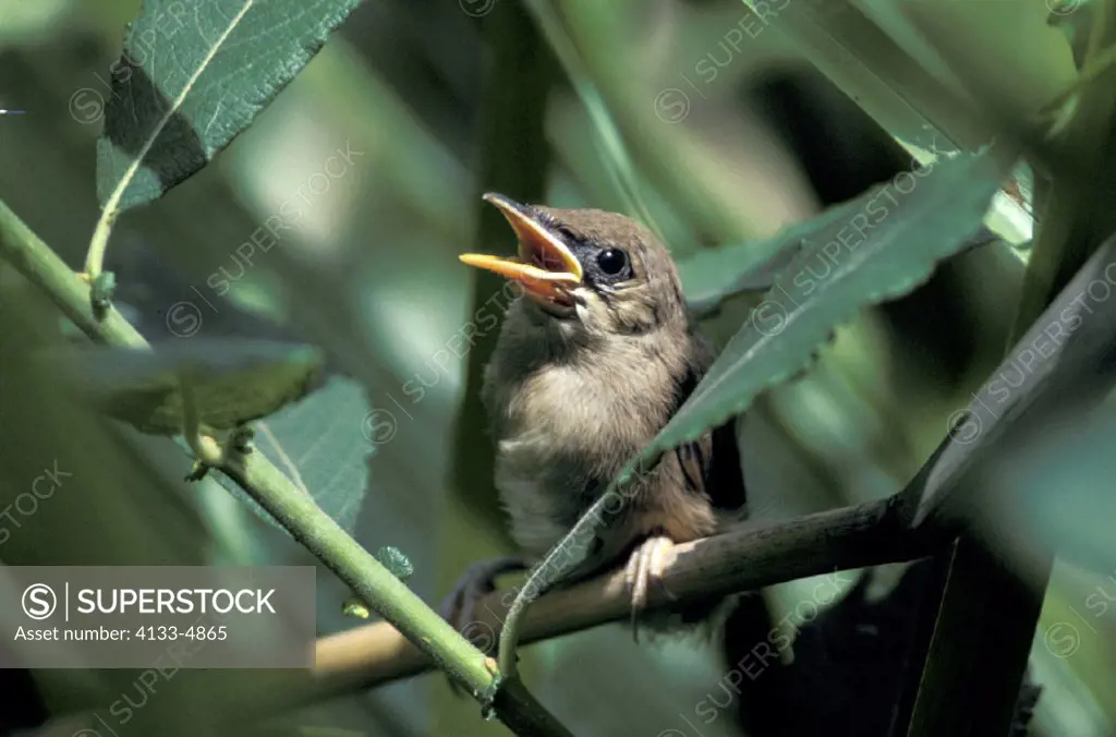 Reed Warbler , Acrocephalus scirpaceus , Germany , young chick on tree